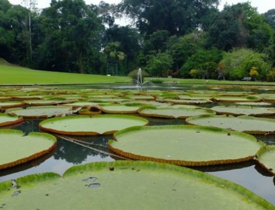 Kebun Raya Bogor