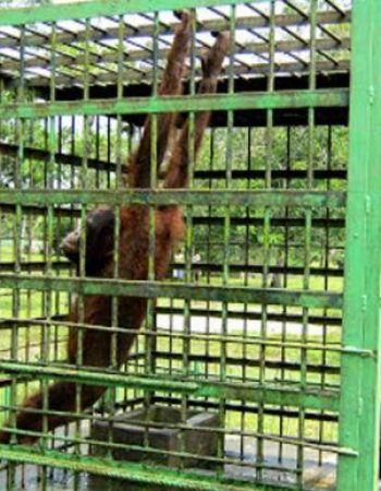 Kebun Binatang Sang Kulim