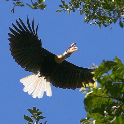 Taman Nasional Lore Lindu