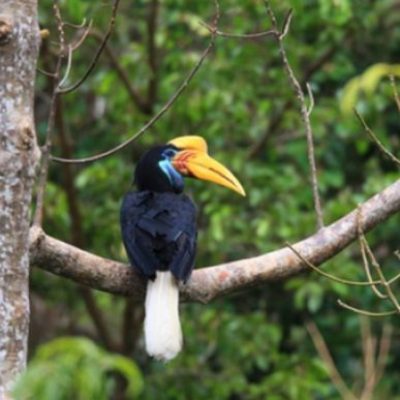 Taman Nasional Lore Lindu
