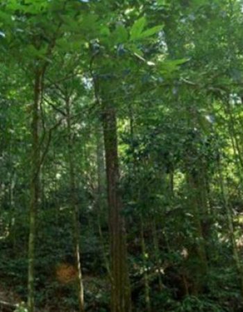 Air Terjun Gunung Rian