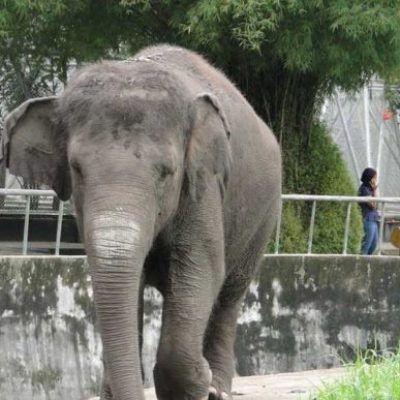 Taman Mini dan Taman Rimba Jambi
