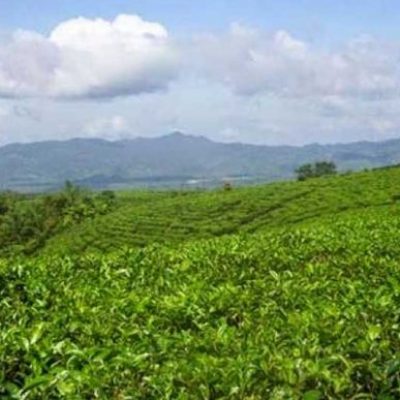 Kebun Teh Bukit Daun