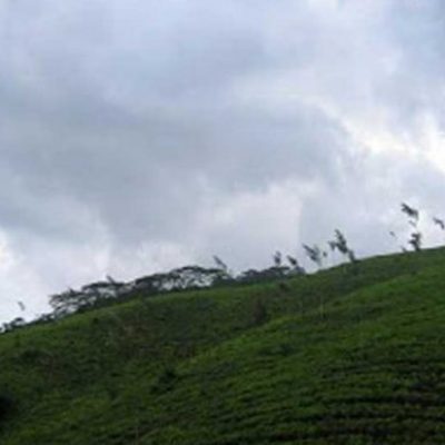 Kebun Teh Bukit Daun
