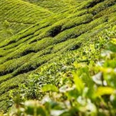 Kebun Teh Bukit Daun