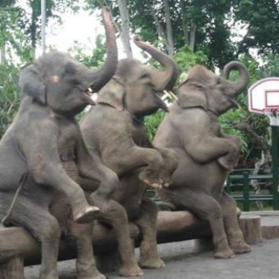 Way Kambas
