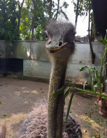 Godongijo